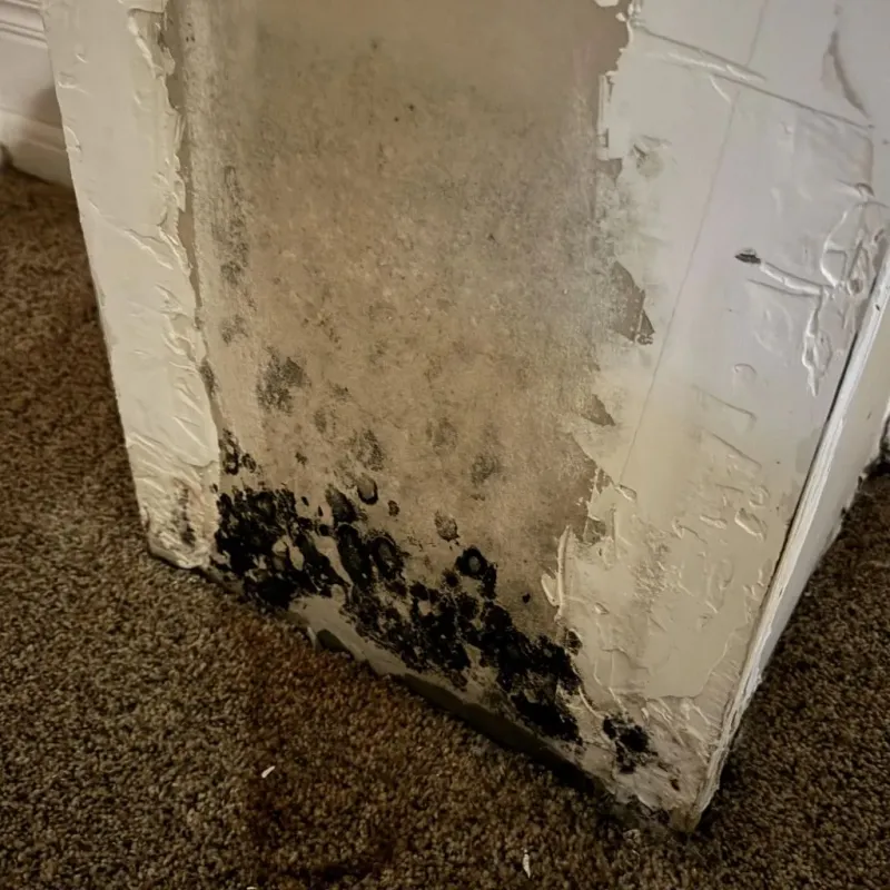 Professional Mold Removal in Robinson, IL